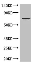 Western blot - Anti-GRAMD4 antibody (AB234649)