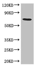 Western blot - Anti-GRAMD4 antibody (AB234649)