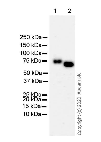 Western blot - Anti-Granulin antibody [8H10] - BSA and Azide free (AB255790)