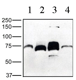 Western blot - Anti-Granulin antibody (AB53880)