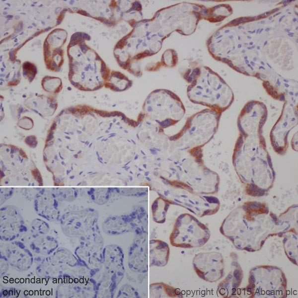 Immunohistochemistry (Formalin/PFA-fixed paraffin-embedded sections) - Anti-Granulin antibody [EPR15864] - BSA and Azide free (AB271984), expandable thumbnail