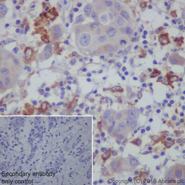 Immunohistochemistry (Formalin/PFA-fixed paraffin-embedded sections) - Anti-Granulin antibody [EPR15864] - BSA and Azide free (AB271984)
