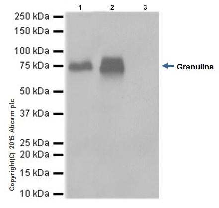 Immunoprecipitation - Anti-Granulin antibody [EPR15864] - BSA and Azide free (AB271984), expandable thumbnail