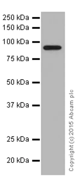 Western blot - Anti-Granulin antibody [EPR15864] - BSA and Azide free (AB271984)