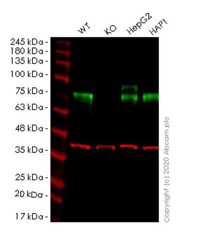 Western blot - Anti-Granulin antibody [EPR15864] - BSA and Azide free (AB271984), expandable thumbnail