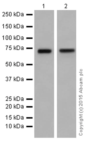 Western blot - Anti-Granulin antibody [EPR15864] - BSA and Azide free (AB271984)