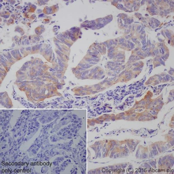 Immunohistochemistry (Formalin/PFA-fixed paraffin-embedded sections) - Anti-Granulin antibody [EPR15864] - Low endotoxin, Azide free (AB225532)