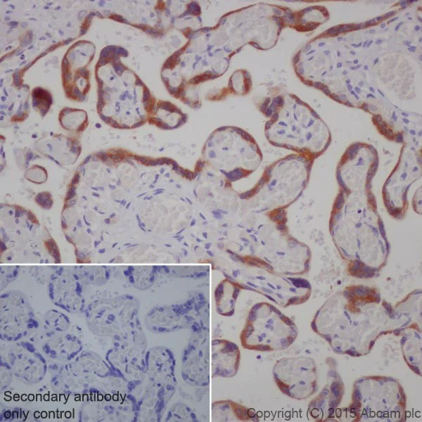 Immunohistochemistry (Formalin/PFA-fixed paraffin-embedded sections) - Anti-Granulin antibody [EPR15864] - Low endotoxin, Azide free (AB225532)