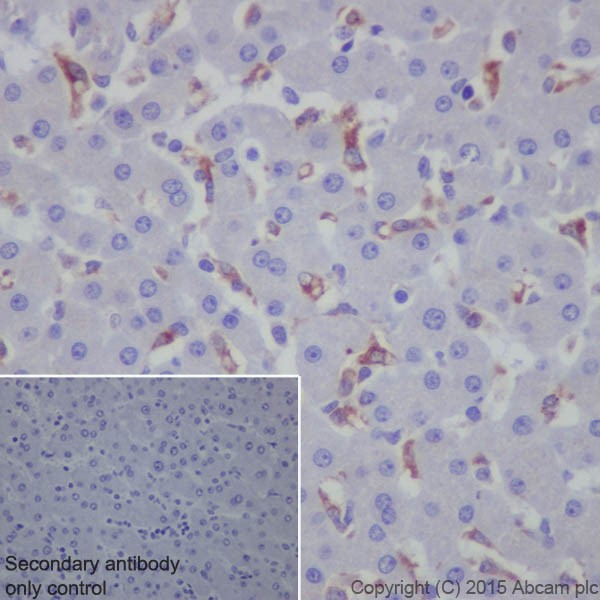 Immunohistochemistry (Formalin/PFA-fixed paraffin-embedded sections) - Anti-Granulin antibody [EPR15864] - Low endotoxin, Azide free (AB225532)