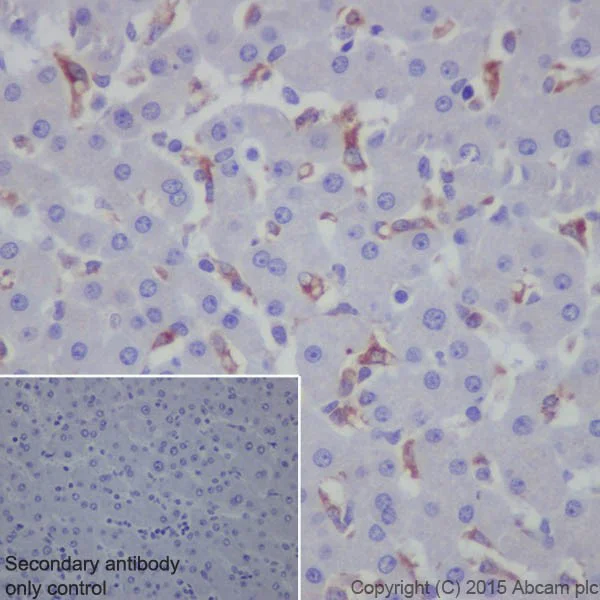 Immunohistochemistry (Formalin/PFA-fixed paraffin-embedded sections) - Anti-Granulin antibody [EPR15864] - Low endotoxin, Azide free (AB225532)