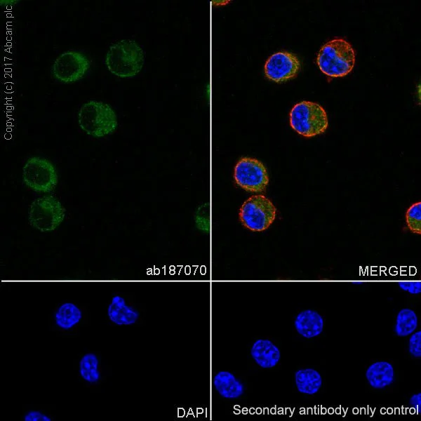 Immunocytochemistry/ Immunofluorescence - Anti-Granulin antibody [EPR18539-59] - BSA and Azide free (AB227816)