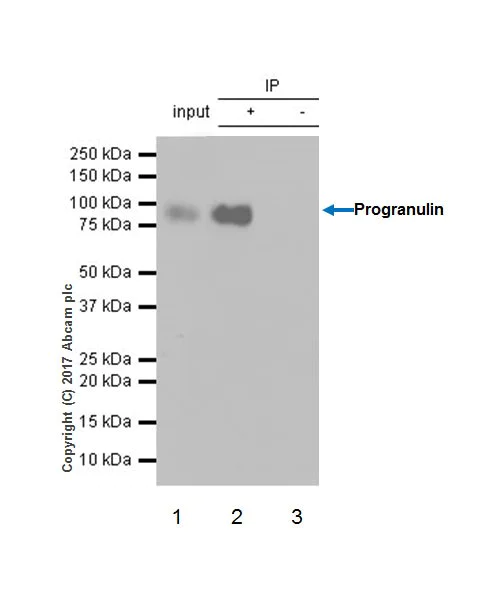 Immunoprecipitation - Anti-Granulin antibody [EPR18539-59] - BSA and Azide free (AB227816)