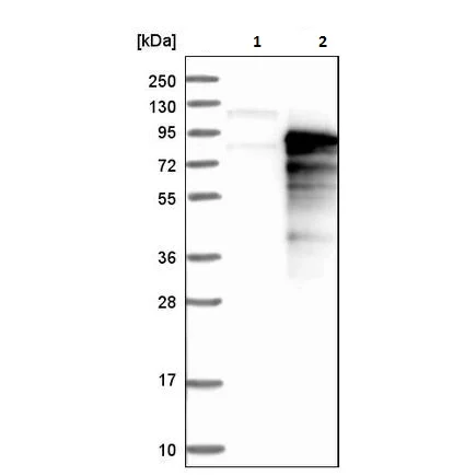 Western blot - Anti-Granuphilin antibody (AB224047)