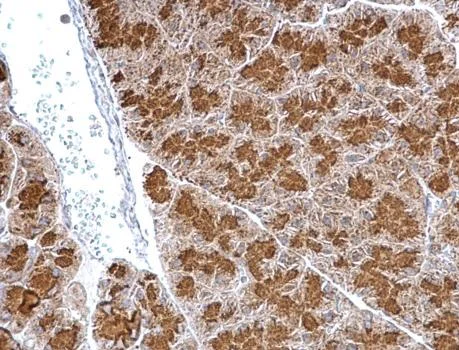 Immunohistochemistry (Formalin/PFA-fixed paraffin-embedded sections) - Anti-Granuphilin antibody (AB228892)
