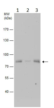 Western blot - Anti-Granuphilin antibody (AB228892)