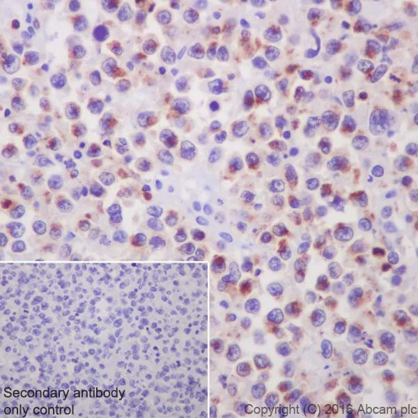 Immunohistochemistry (Formalin/PFA-fixed paraffin-embedded sections) - Anti-Granzyme A antibody [EPR20161] (AB209205)
