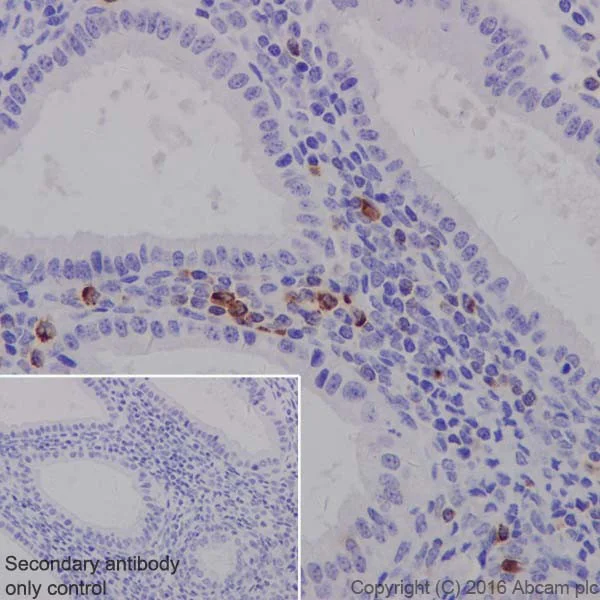 Immunohistochemistry (Formalin/PFA-fixed paraffin-embedded sections) - Anti-Granzyme A antibody [EPR20161] (AB209205)