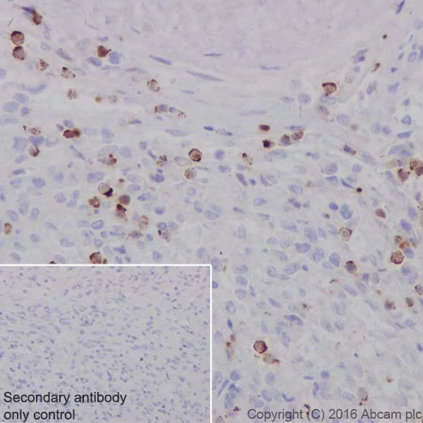 Immunohistochemistry (Formalin/PFA-fixed paraffin-embedded sections) - Anti-Granzyme A antibody [EPR20161] (AB209205)