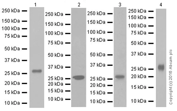 Western blot - Anti-Granzyme A antibody [EPR20161] - BSA and Azide free (AB251499)