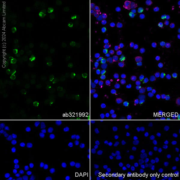 Immunocytochemistry/ Immunofluorescence - Anti-Granzyme A antibody [EPR29034-79] - BSA and Azide free (AB321993)