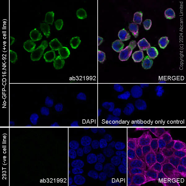Immunocytochemistry/ Immunofluorescence - Anti-Granzyme A antibody [EPR29034-79] - BSA and Azide free (AB321993)