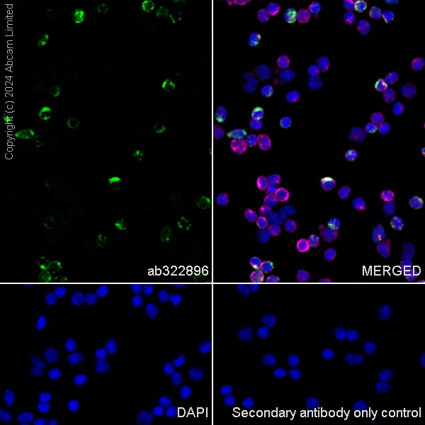 Immunocytochemistry/ Immunofluorescence - Anti-Granzyme A antibody [RM2061] (ab322896), expandable thumbnail