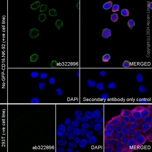 Immunocytochemistry/ Immunofluorescence - Anti-Granzyme A antibody [RM2061] (ab322896), expandable thumbnail