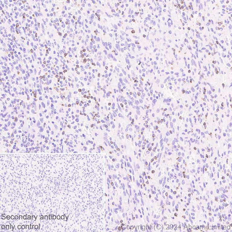 Immunohistochemistry (Formalin/PFA-fixed paraffin-embedded sections) - Anti-Granzyme A antibody [RM2061] (AB322896)