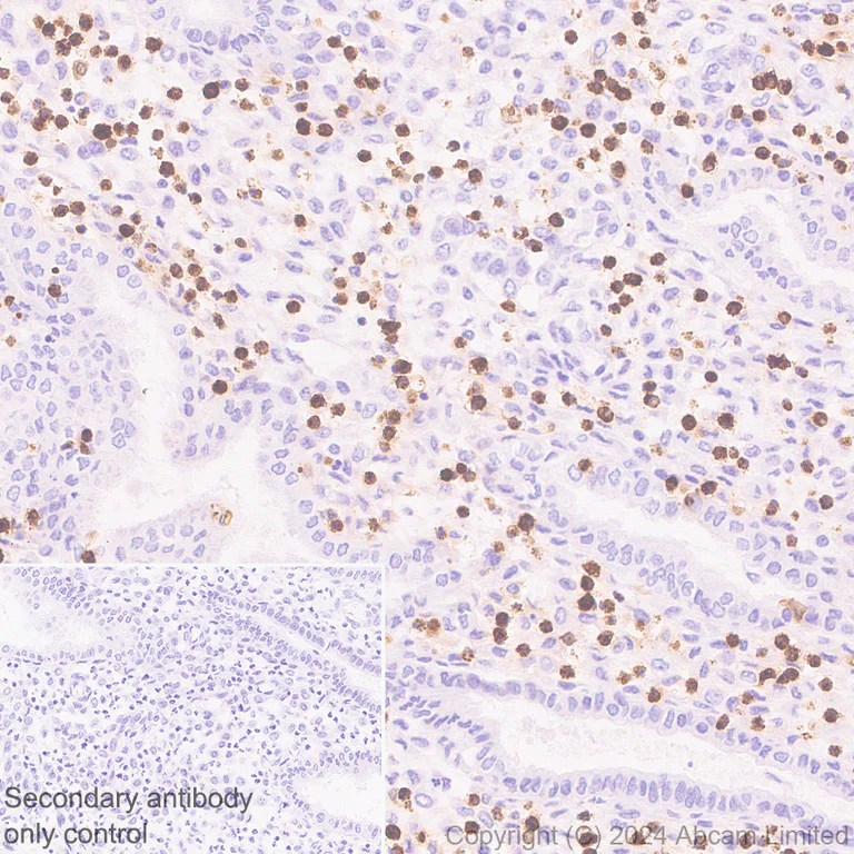 Immunohistochemistry (Formalin/PFA-fixed paraffin-embedded sections) - Anti-Granzyme A antibody [RM2061] (AB322896)