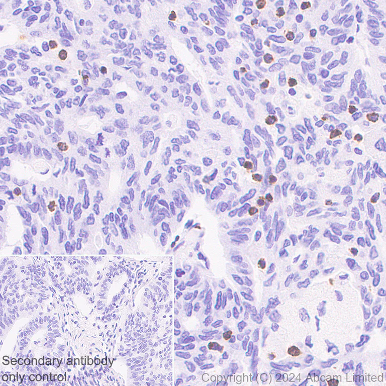 Immunohistochemistry (Formalin/PFA-fixed paraffin-embedded sections) - Anti-Granzyme A antibody [RM2061] (AB322896)
