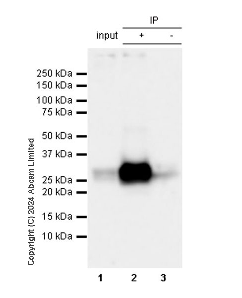 Immunoprecipitation - Anti-Granzyme A antibody [RM2061] (ab322896), expandable thumbnail