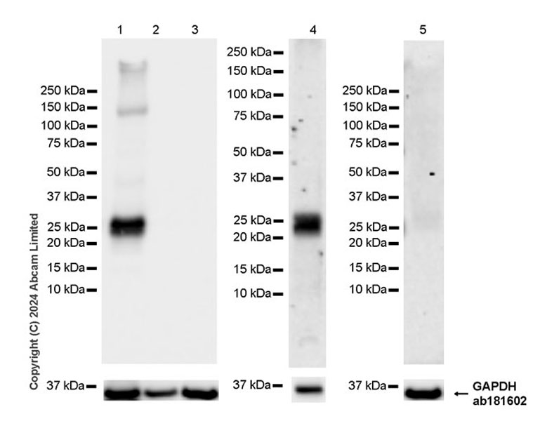 Western blot - Anti-Granzyme A antibody [RM2061] (ab322896), expandable thumbnail