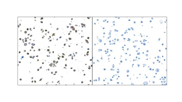 Immunohistochemistry (Formalin/PFA-fixed paraffin-embedded sections) - Anti-Granzyme B antibody [BLR022E] (AB243879)