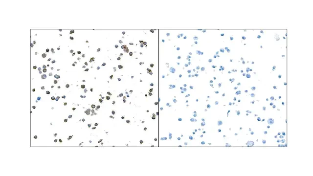 Immunohistochemistry (Formalin/PFA-fixed paraffin-embedded sections) - Anti-Granzyme B antibody [BLR022E] (AB243879)