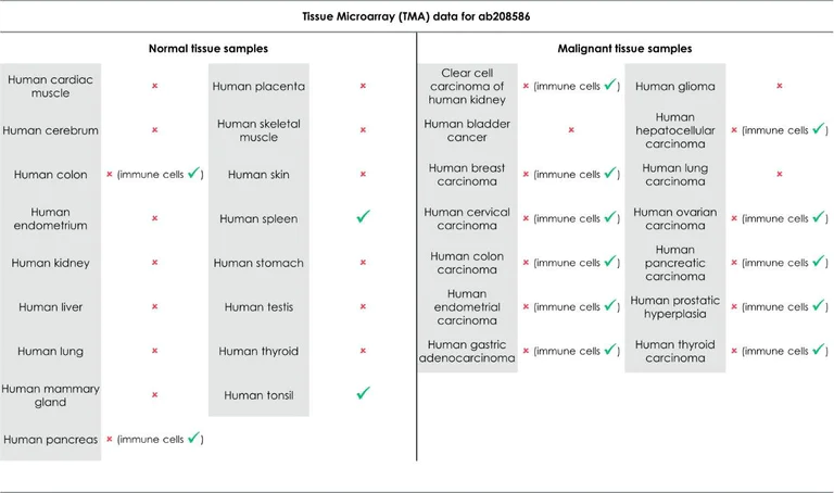 Immunohistochemistry (Formalin/PFA-fixed paraffin-embedded sections) - Anti-Granzyme B antibody [EPR20129-217] (AB208586)