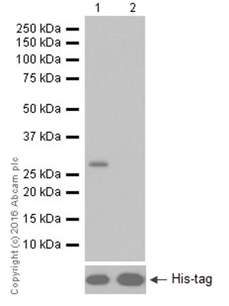 Western blot - Anti-Granzyme B antibody [EPR20129-217] (AB208586), expandable thumbnail