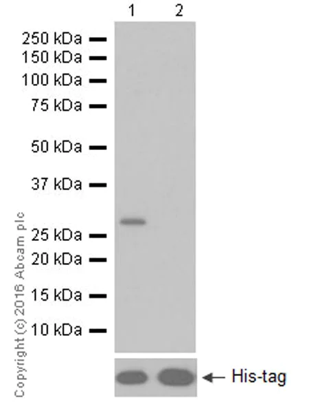 Western blot - Anti-Granzyme B antibody [EPR20129-217] (AB208586)