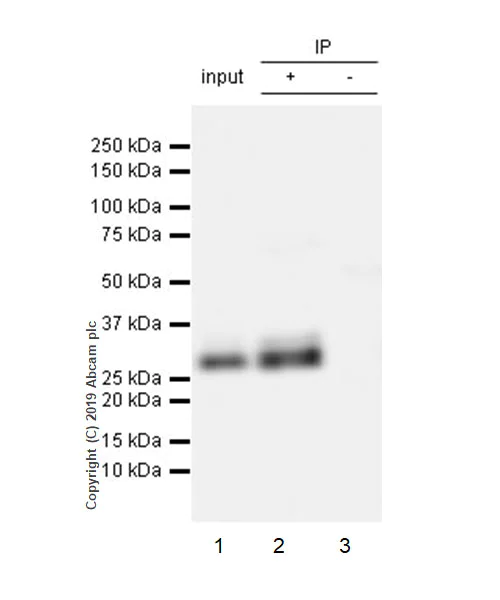 Immunoprecipitation - Anti-Granzyme B antibody [EPR22645-206] (AB255598)
