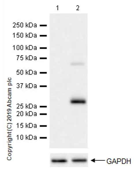 Western blot - Anti-Granzyme B antibody [EPR22645-206] (AB255598)
