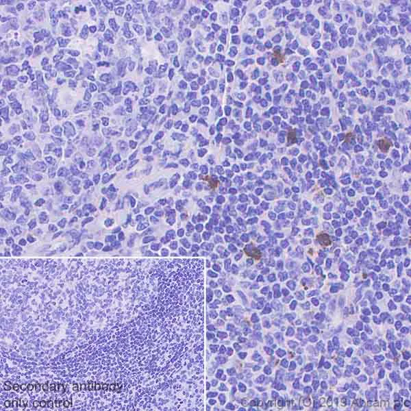 Immunohistochemistry (Formalin/PFA-fixed paraffin-embedded sections) - Anti-Granzyme B antibody [EPR22645-206] - BSA and Azide free (AB255868)