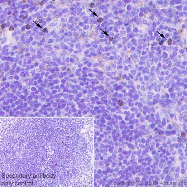 Immunohistochemistry (Formalin/PFA-fixed paraffin-embedded sections) - Anti-Granzyme B antibody [EPR22645-206] - BSA and Azide free (AB255868)