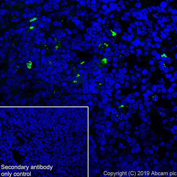 Immunohistochemistry (Frozen sections) - Anti-Granzyme B antibody [EPR22645-206] - BSA and Azide free (AB255868)