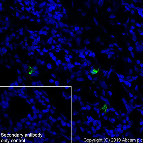 Immunohistochemistry (Frozen sections) - Anti-Granzyme B antibody [EPR22645-206] - BSA and Azide free (AB255868)