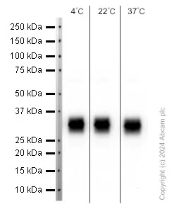 Western blot - Anti-Granzyme B antibody [EPR8260] (AB134933)