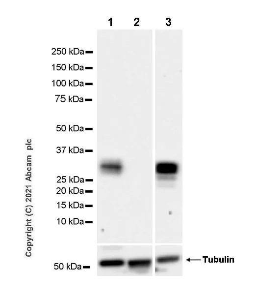 Western blot - Anti-Granzyme B antibody [EPR8260] - BSA and Azide free (AB226162)