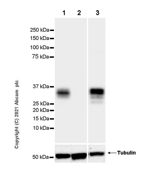 Western blot - Anti-Granzyme B antibody [EPR8260] - Mouse IgG1 (Chimeric) - BSA and Azide free (AB283337), expandable thumbnail