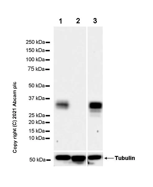 Western blot - Anti-Granzyme B antibody [EPR8260] - Rat IgG2a (Chimeric) (AB289888)