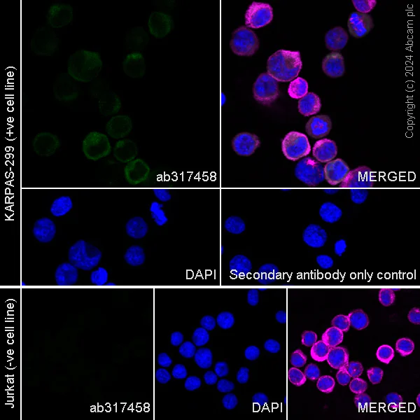Immunocytochemistry/ Immunofluorescence - Anti-Granzyme B antibody [RM1165] - BSA and Azide free (AB317459)