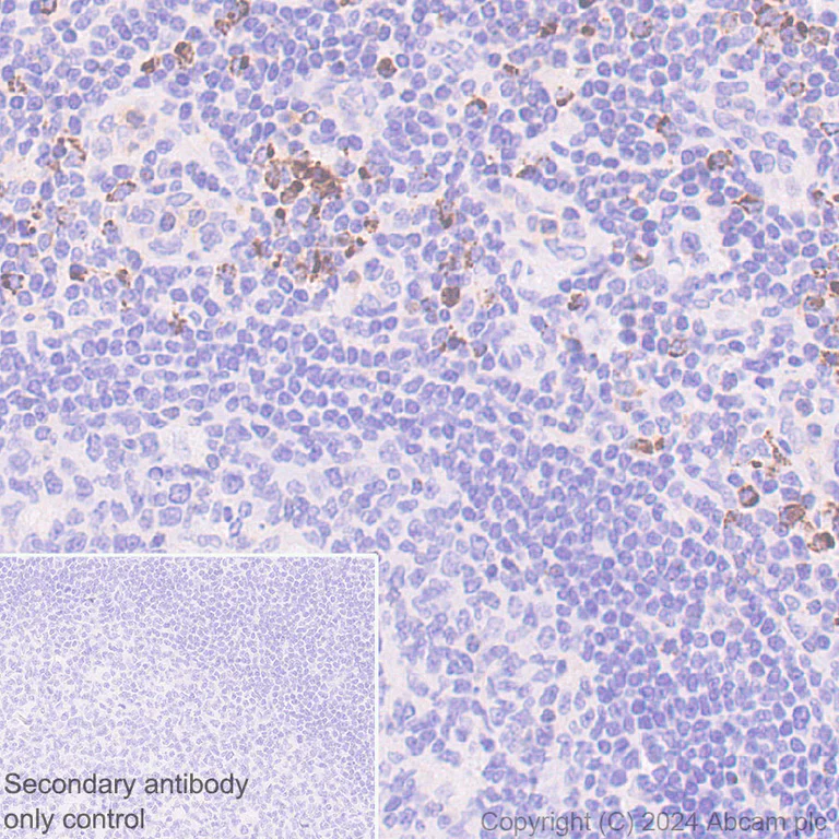 Immunohistochemistry (Formalin/PFA-fixed paraffin-embedded sections) - Anti-Granzyme B antibody [RM1165] - BSA and Azide free (AB317459)