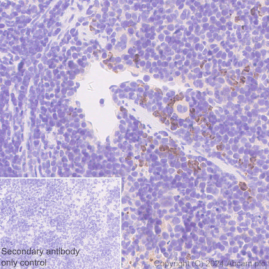 Immunohistochemistry (Formalin/PFA-fixed paraffin-embedded sections) - Anti-Granzyme B antibody [RM1165] - BSA and Azide free (ab317459), expandable thumbnail